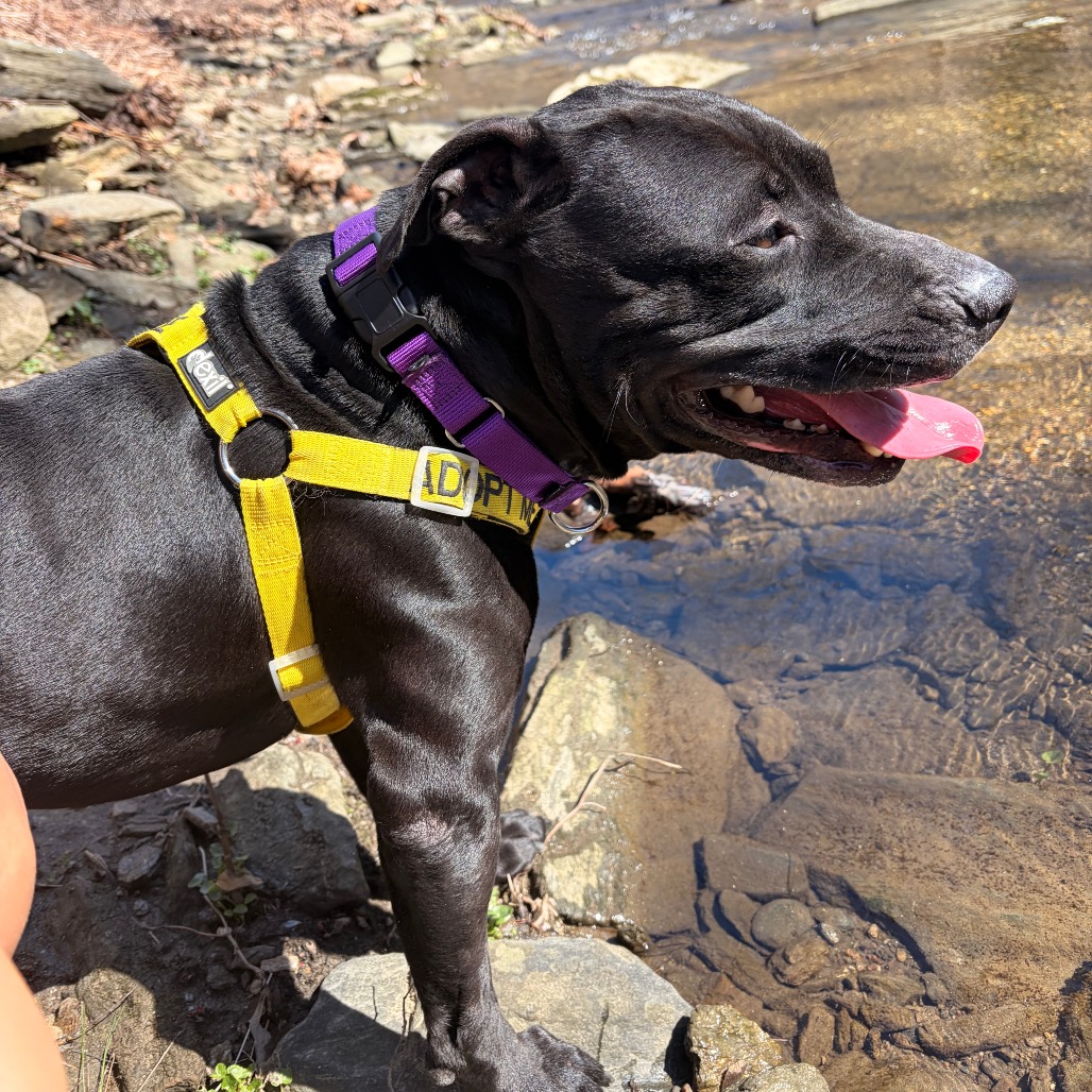 Fleet — thumbnail 4