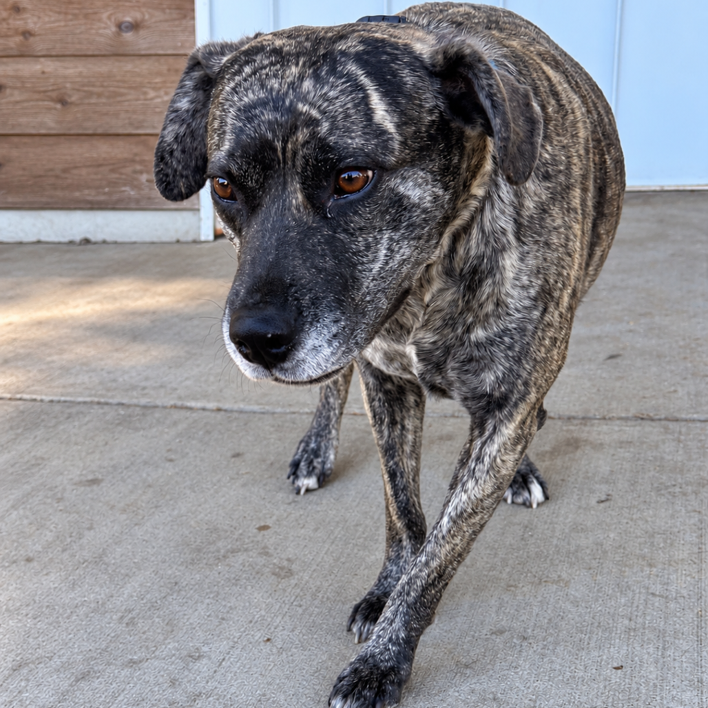 Daisy Duke (Formerly Phoebe), photo 12