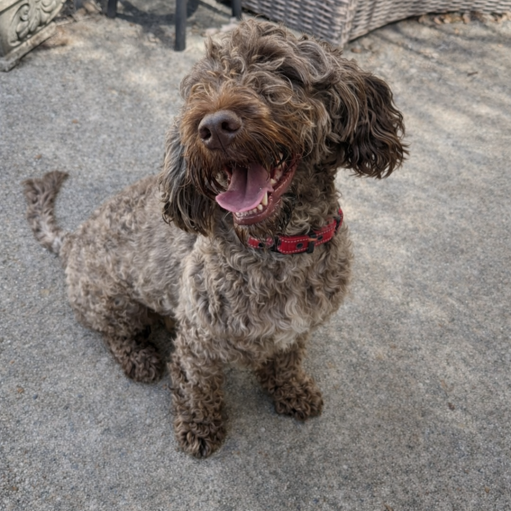 Chico (Benefactor Puppy) is available for adoption at Take Paws Rescue
