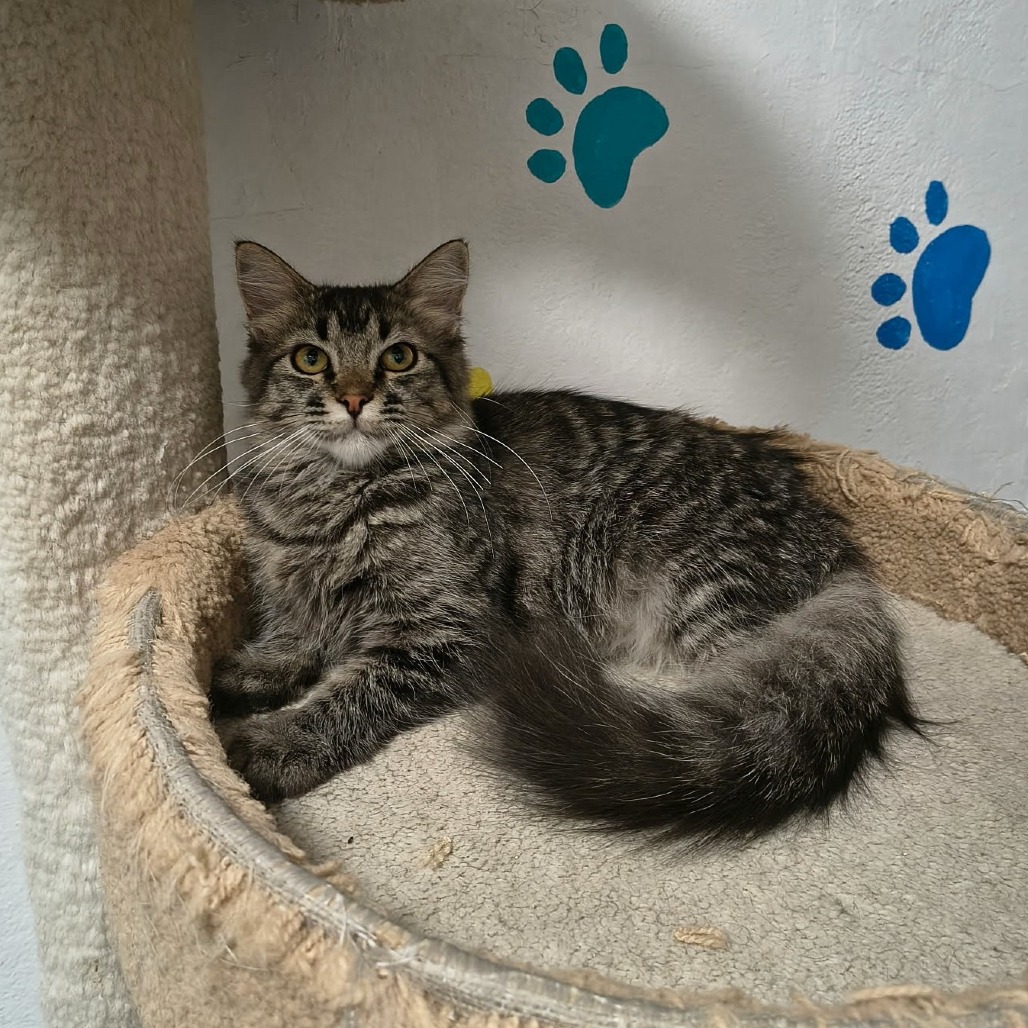 DAPHNE - Domestic Longhair available for adoption