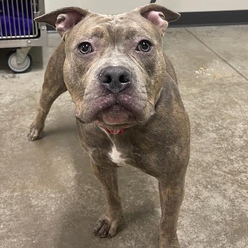 Jayla, a Mixed Breed (Large)