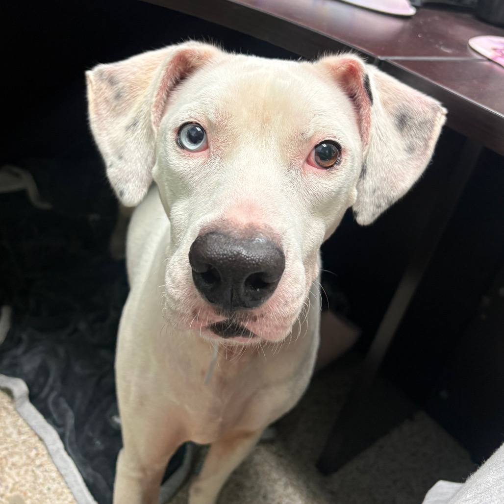 BEBE - Catahoula Leopard Dog / Mix available for adoption