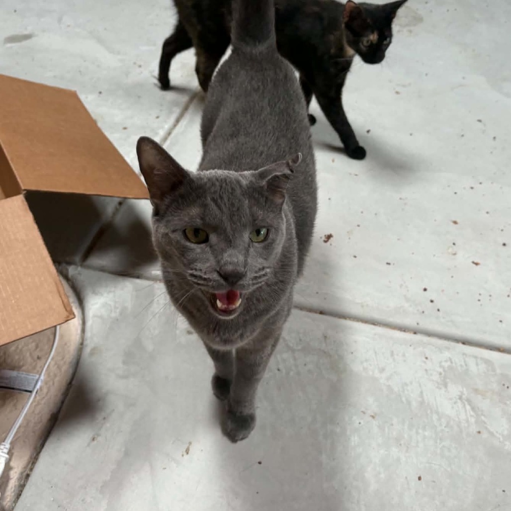 MOJO - Domestic Shorthair for adoption in Las Cruces