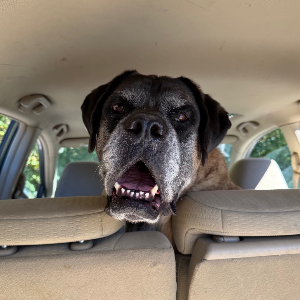 Bentley, photo 17