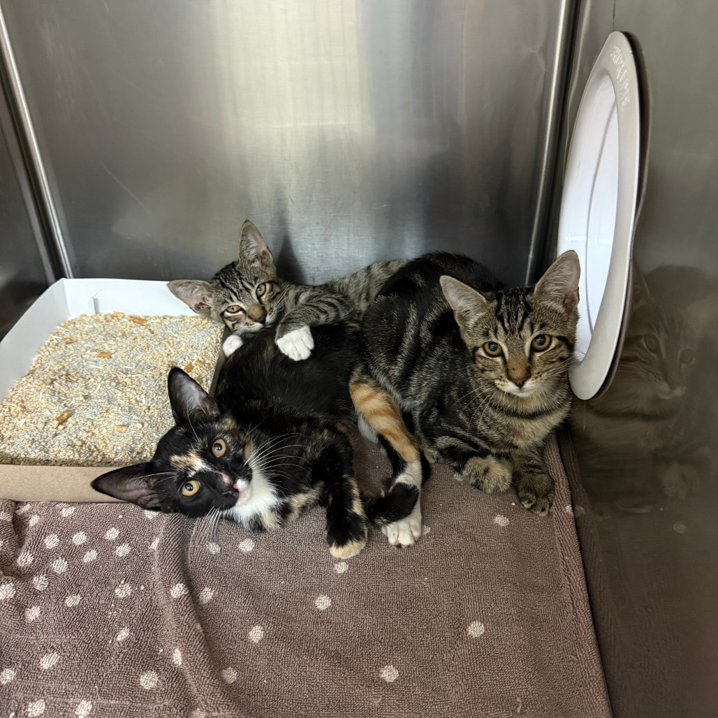 BLACKBERRY - Domestic Shorthair available for adoption