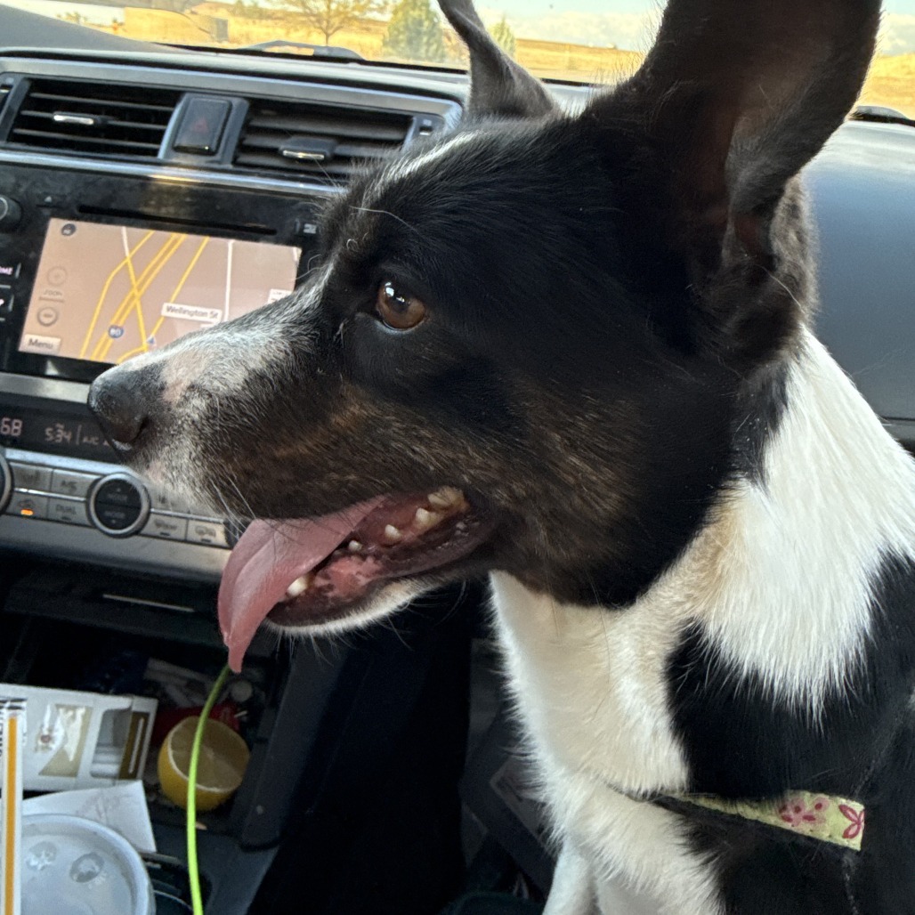 Aryia, adoptable at Endless Pawsibilities