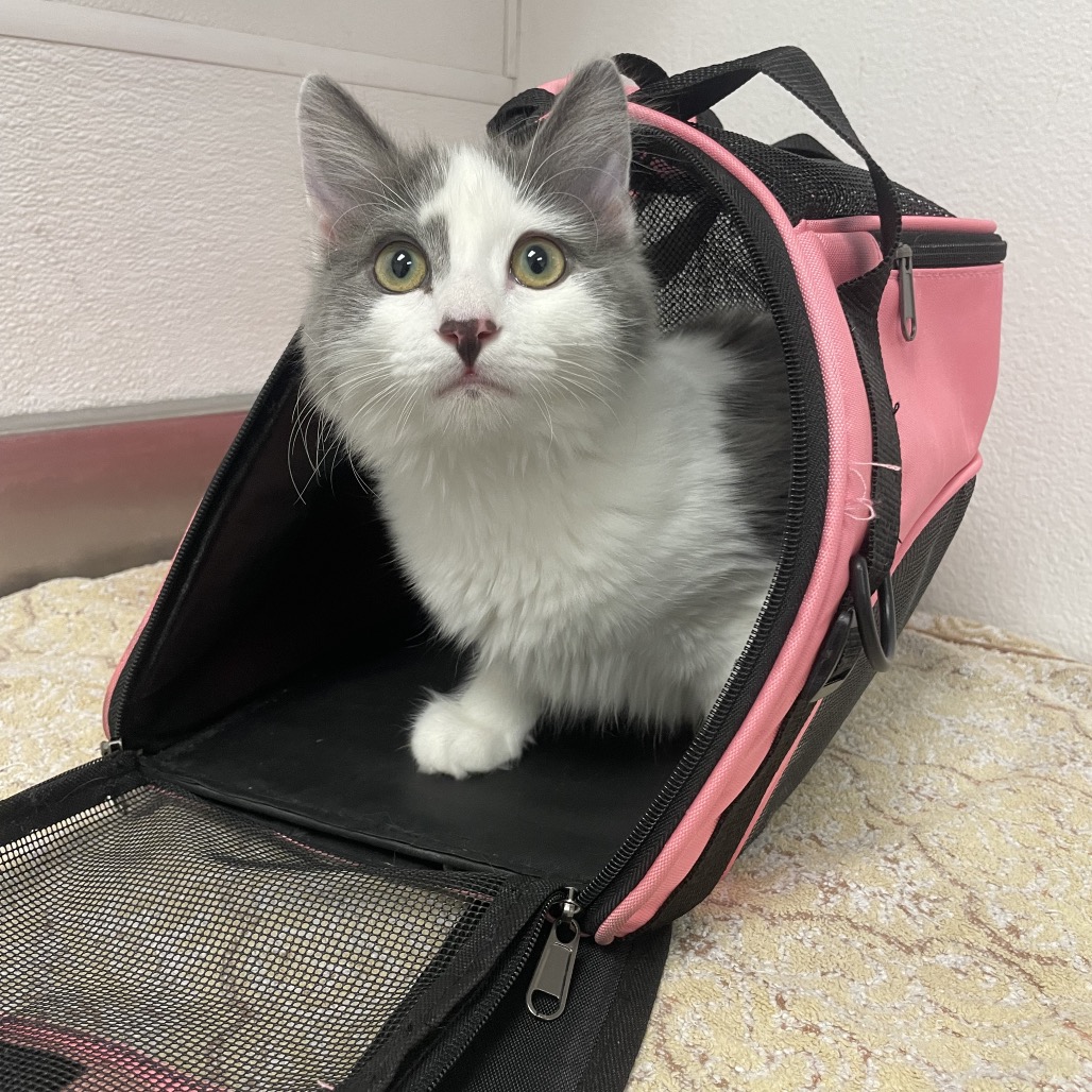 AUTUMN - Domestic Medium Hair available for adoption