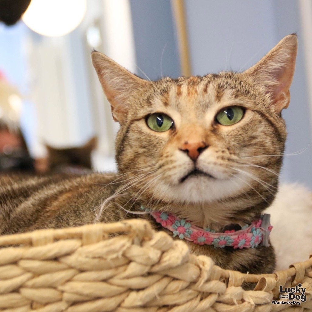 GENNY - Domestic Shorthair available for adoption