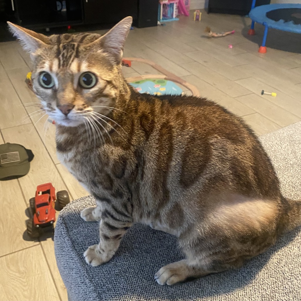 BELLA - Bengal available for adoption