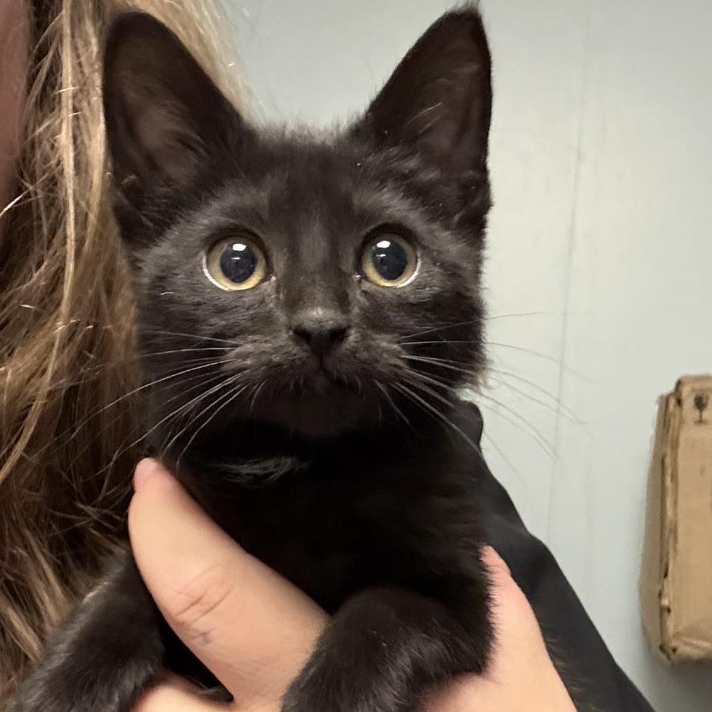 Weasel, available for adoption