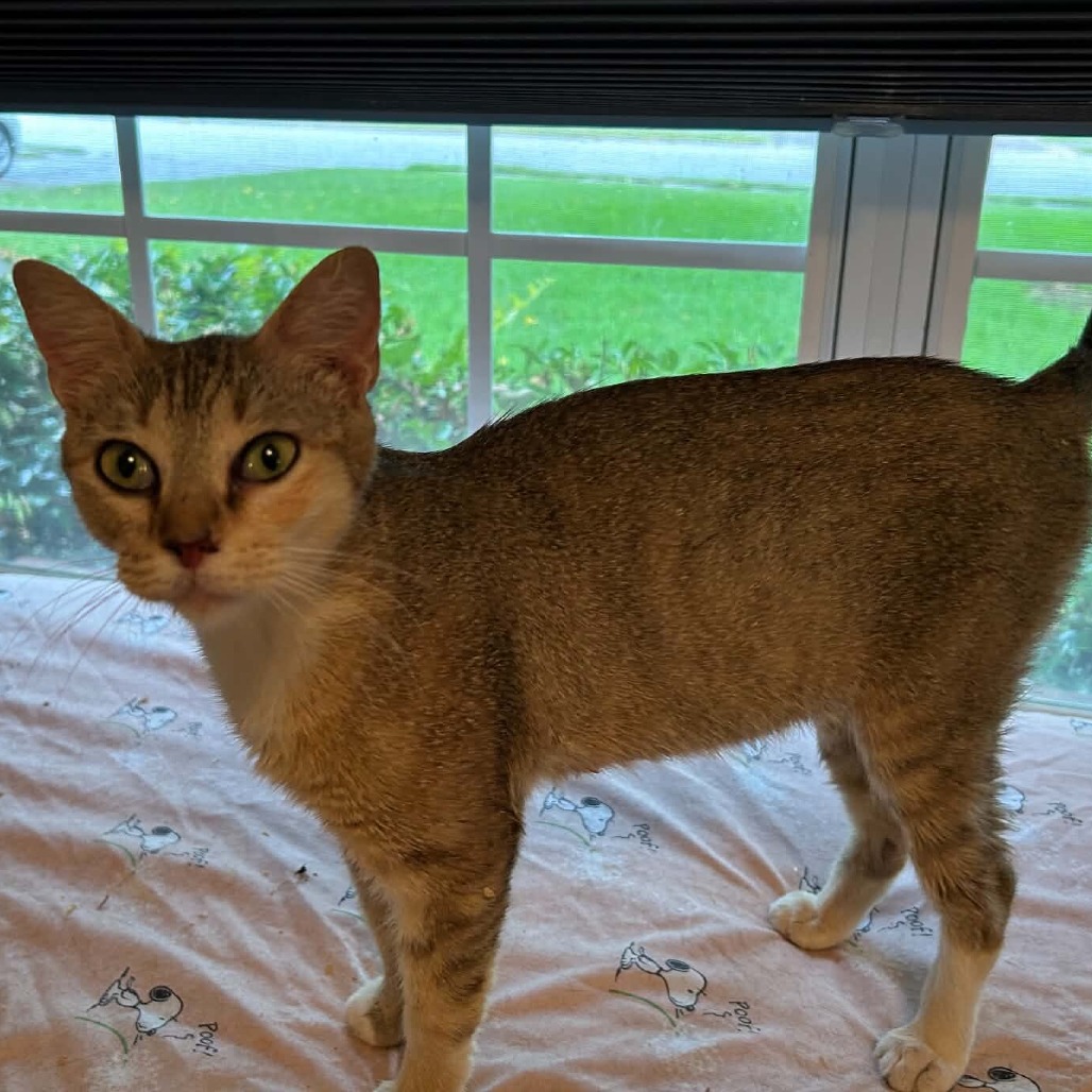 ANNABELLE - Domestic Shorthair / Mix available for adoption