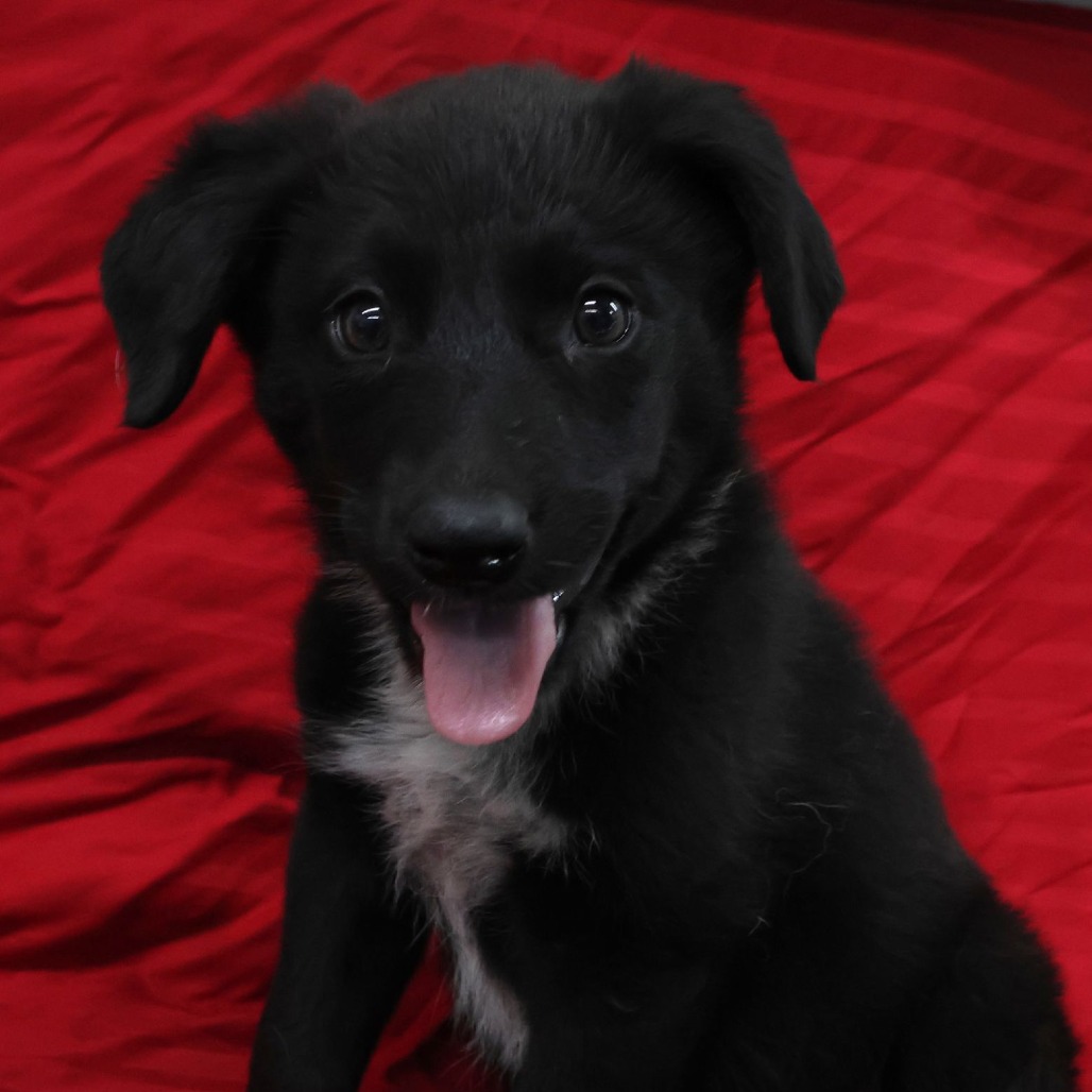 Tux, a Retriever, Black Labrador / Shepherd, German