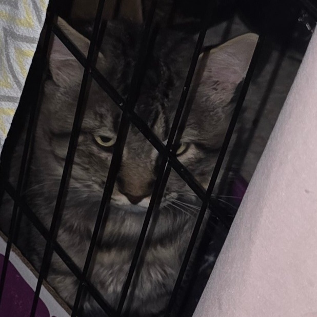 BOBCAT - Domestic Shorthair available for adoption