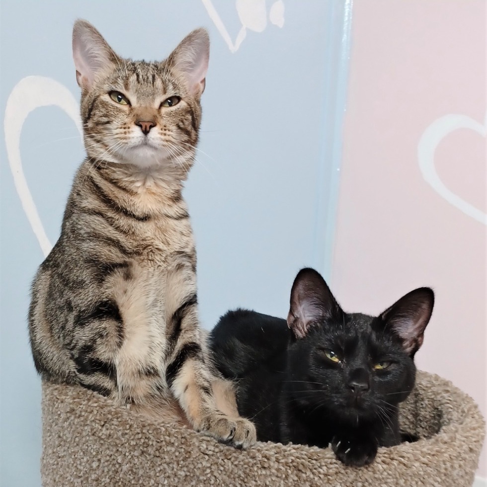 Full body shot of Chili