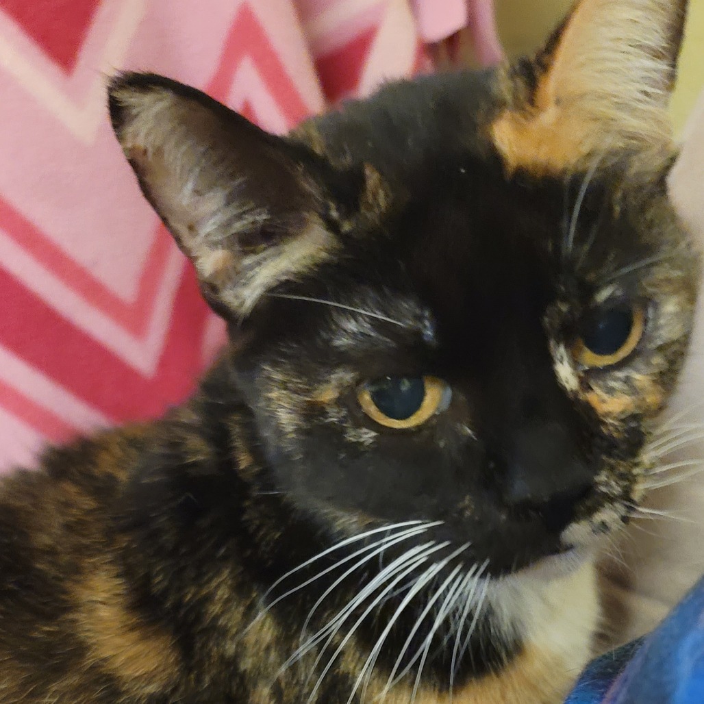 Sara, an adoptable cat