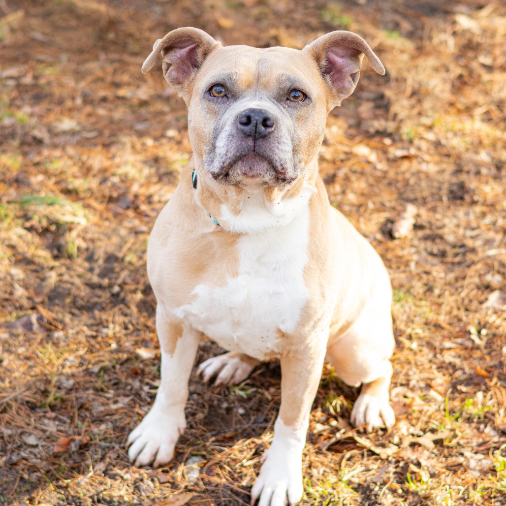 Sugar Cookie, additional photo