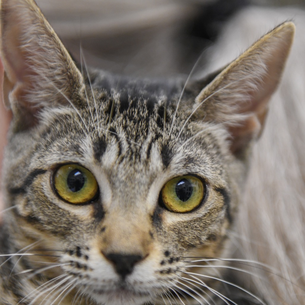 Ginny (blue duck collar) - Domestic Shorthair