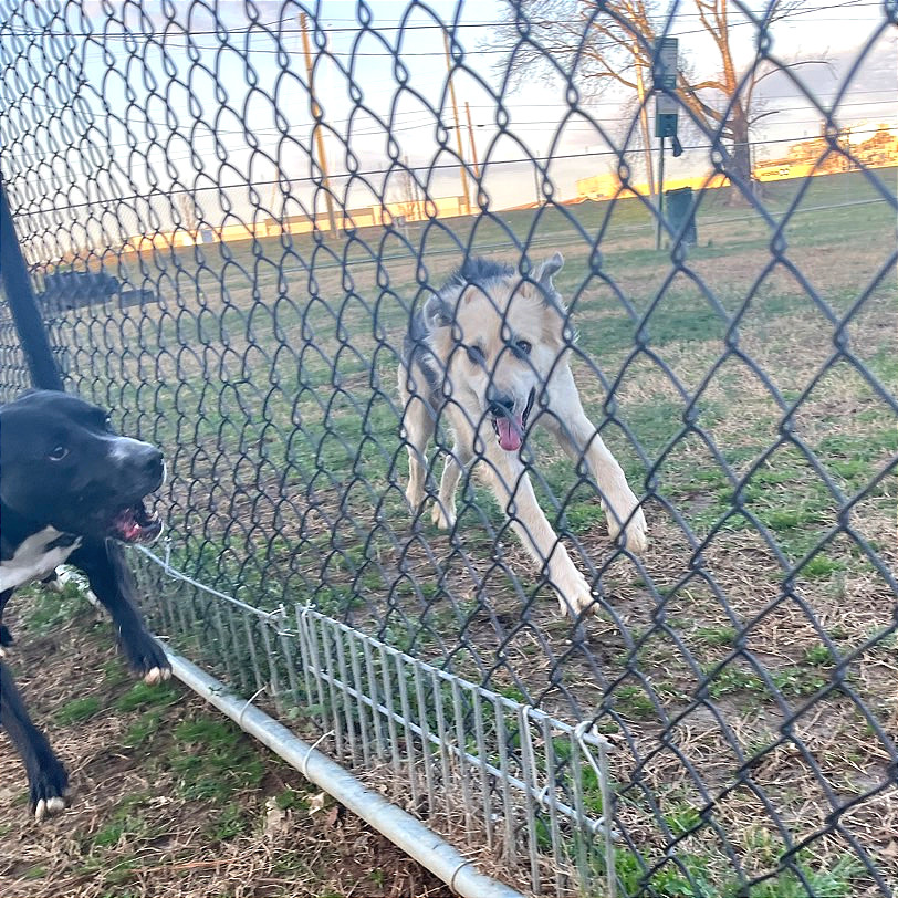 Honeybee — thumbnail 10