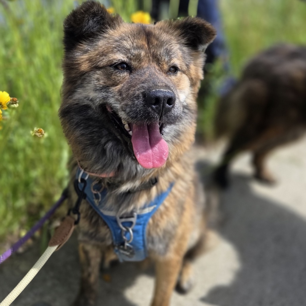 NAMI - Korean Jindo for adoption in Silver Spring