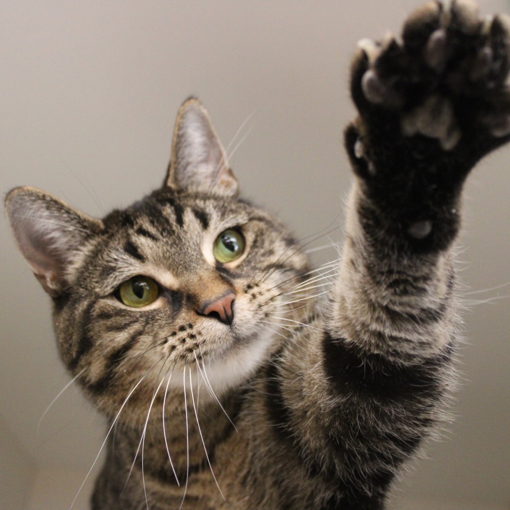 Vingthor — thumbnail 3