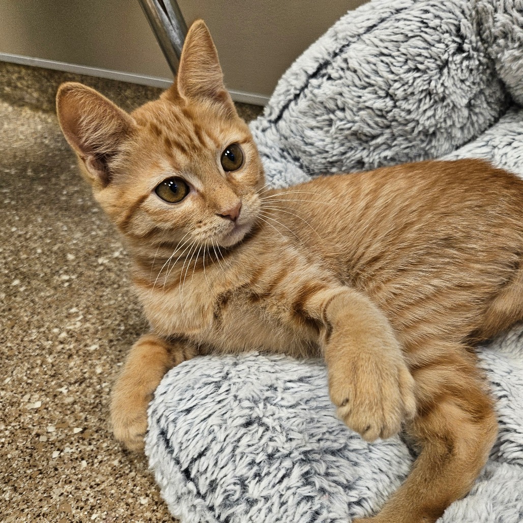 MARMALADE - Domestic Shorthair available for adoption