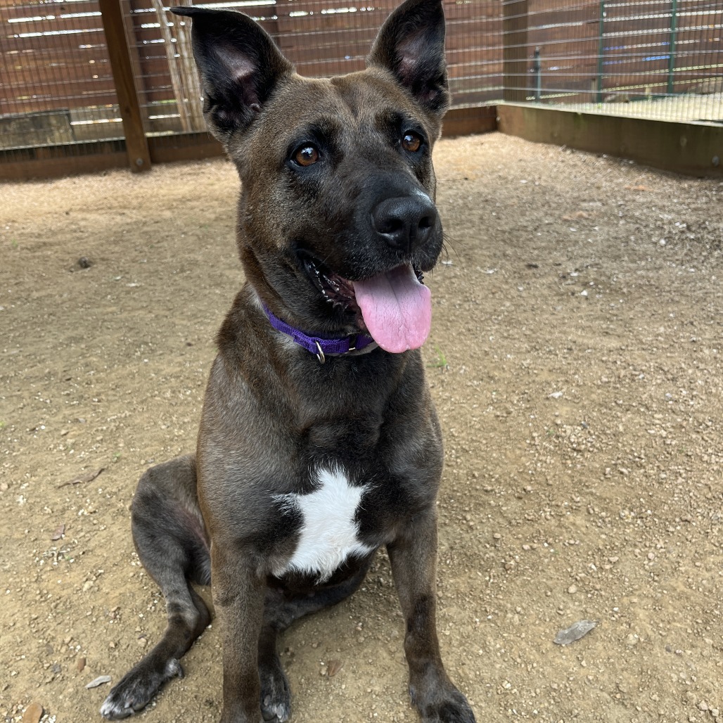 COCO - Terrier, American Pit Bull / Mix available for adoption
