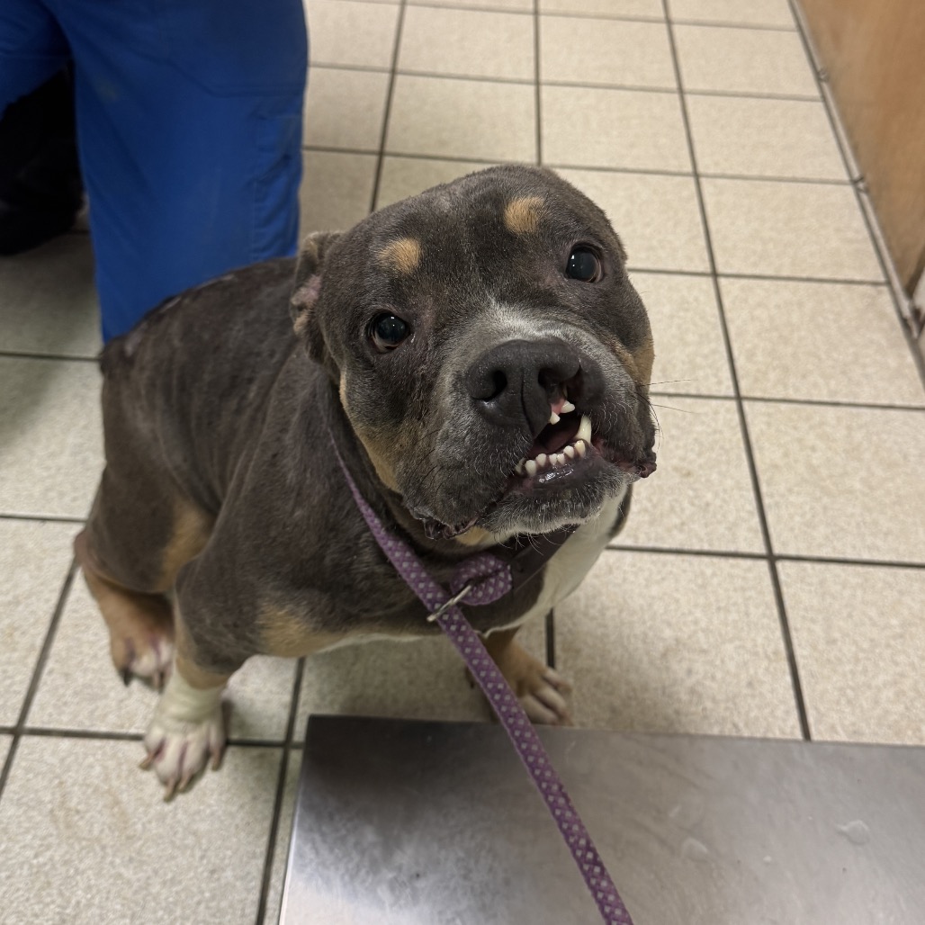 Shorty — thumbnail 2