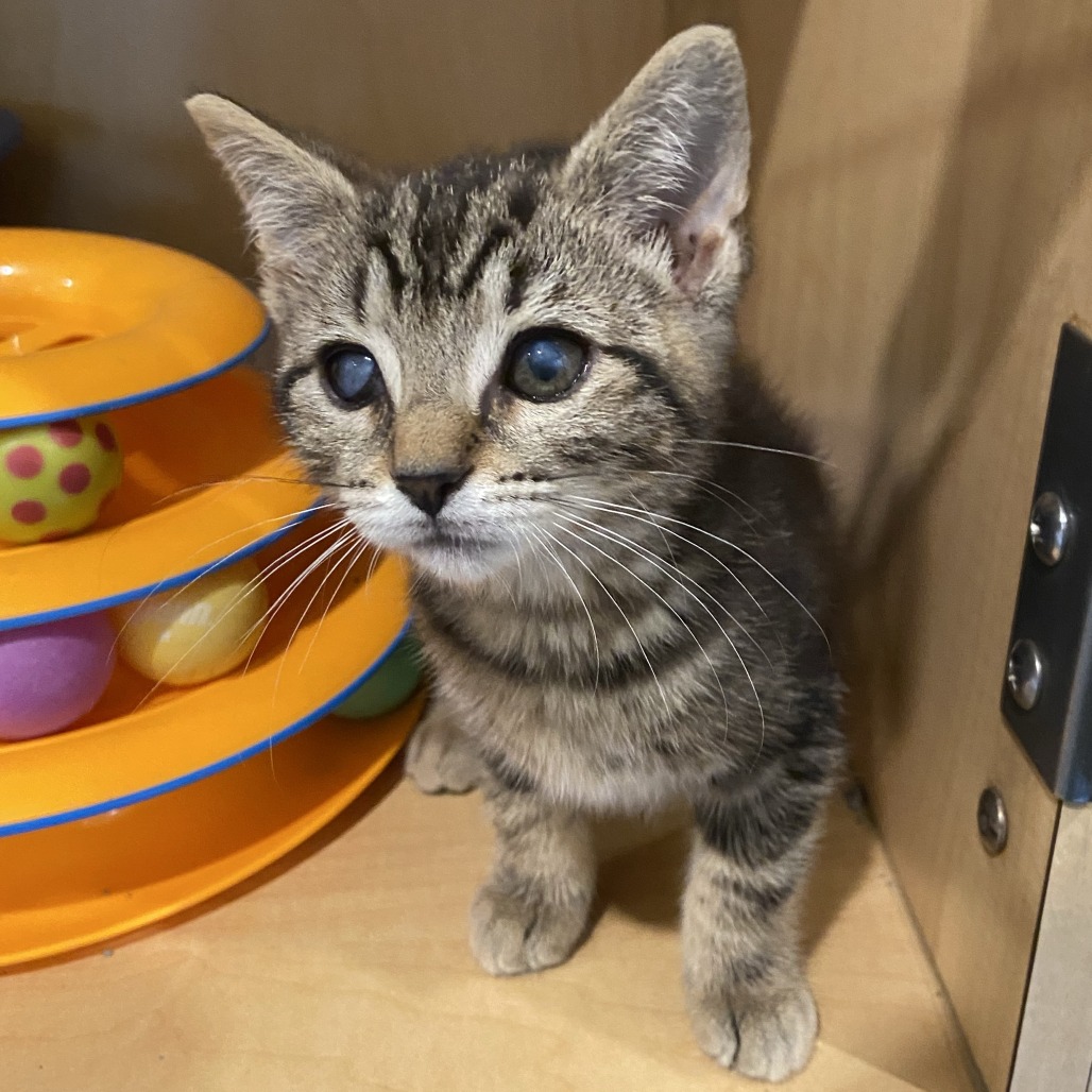 FAR - Domestic Shorthair available for adoption