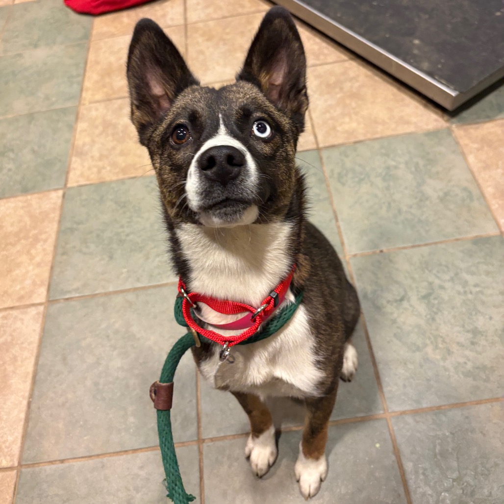 Suki — thumbnail 3