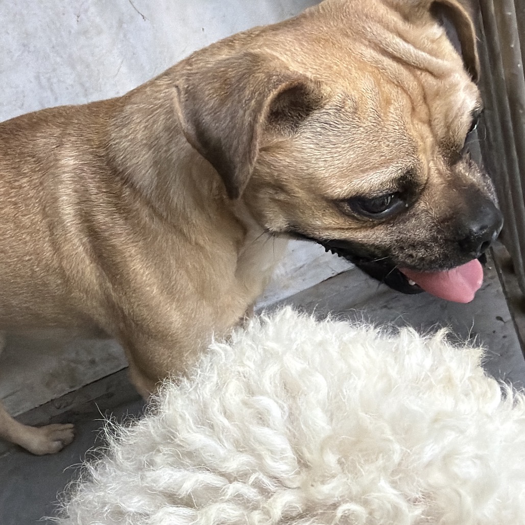 ROLI - Pug / Chihuahua available for adoption