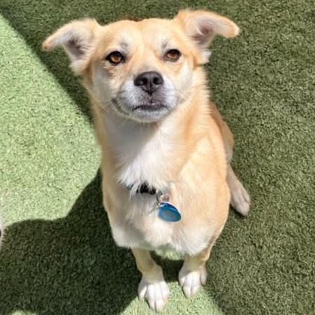 Leon (Bonded with Luis)