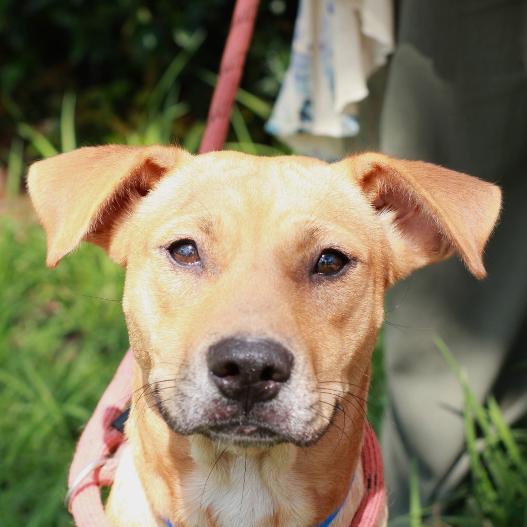 YALE - Black Mouth Cur / Terrier for adoption in Hattiesburg