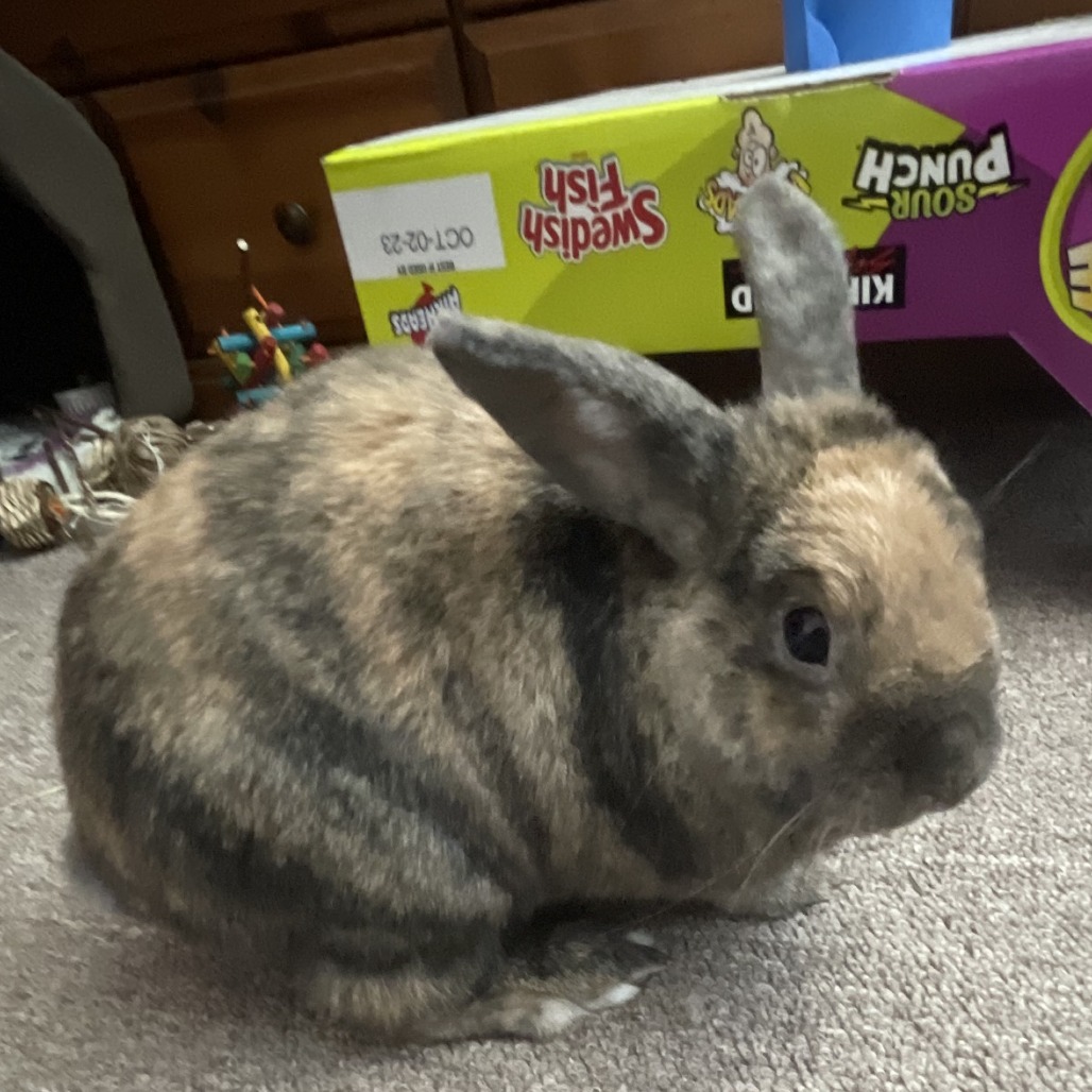 Kodah AKA Bumblebee, photo 3