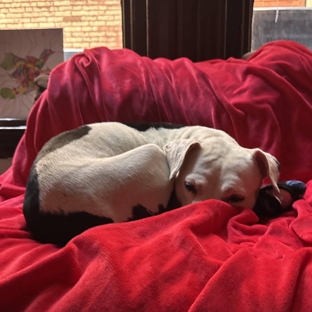 Peppa, photo 6