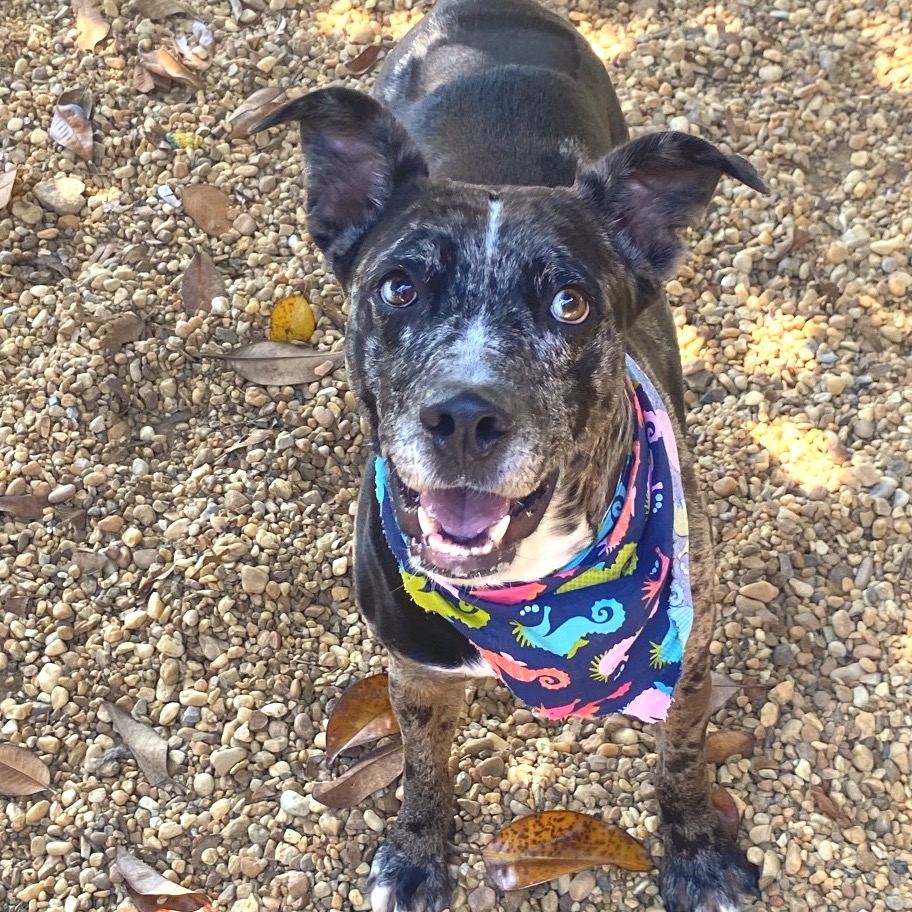 Catahoula Leopard Dog
