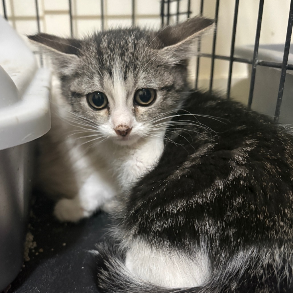 REAPER - Domestic Shorthair / Domestic Shorthair available for adoption