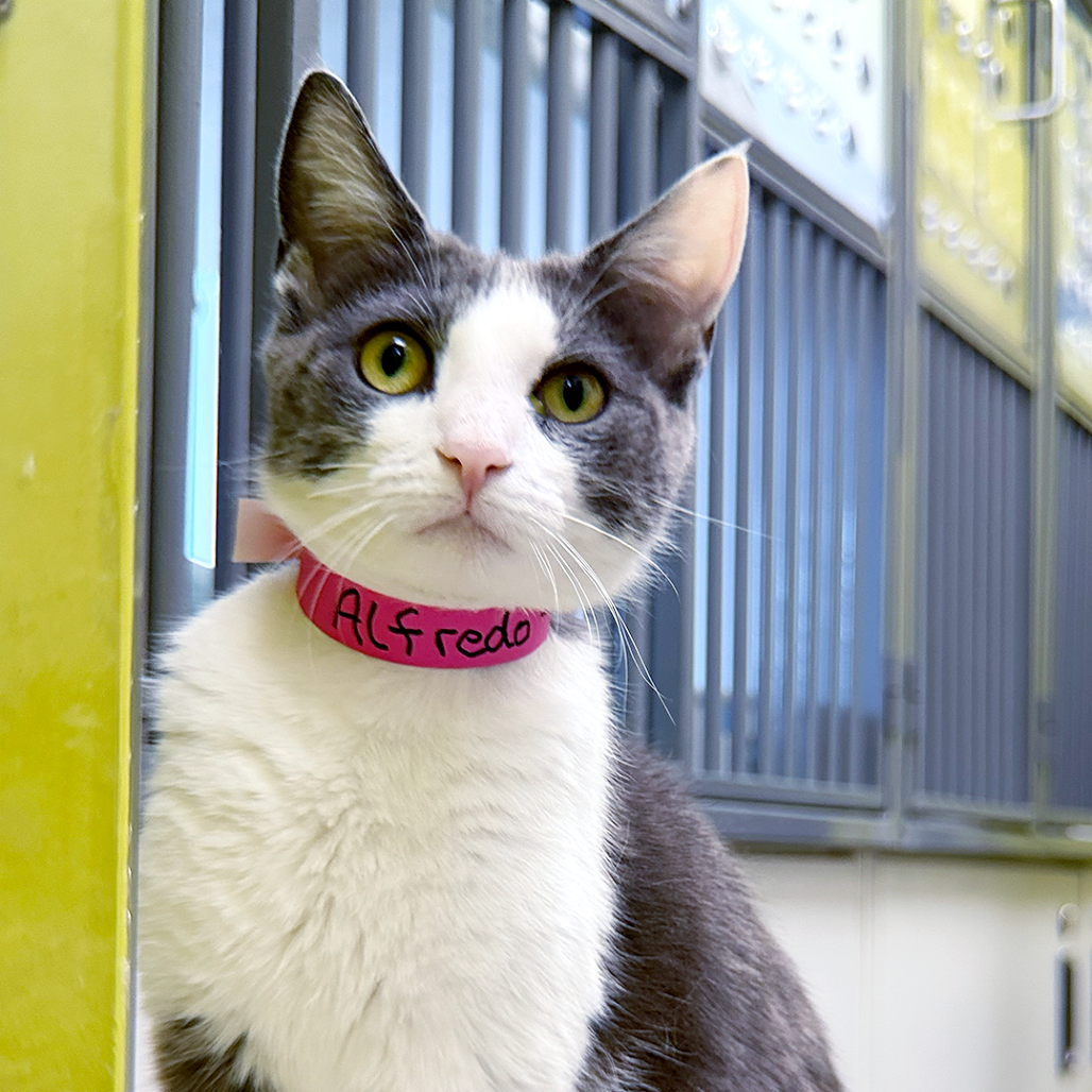 Alfredo, an adoptable cat