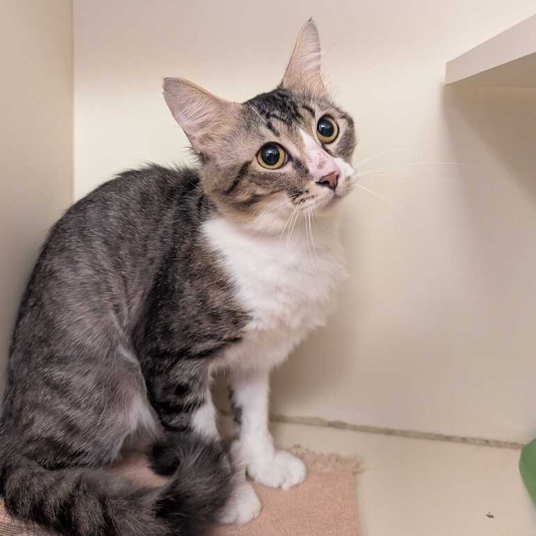 GROOT - Domestic Shorthair available for adoption
