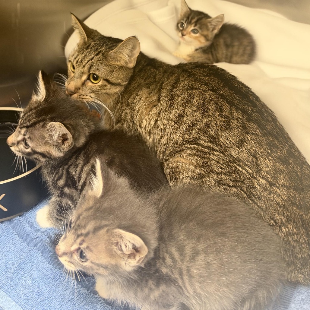 MAMA KIWI - Domestic Shorthair available for adoption