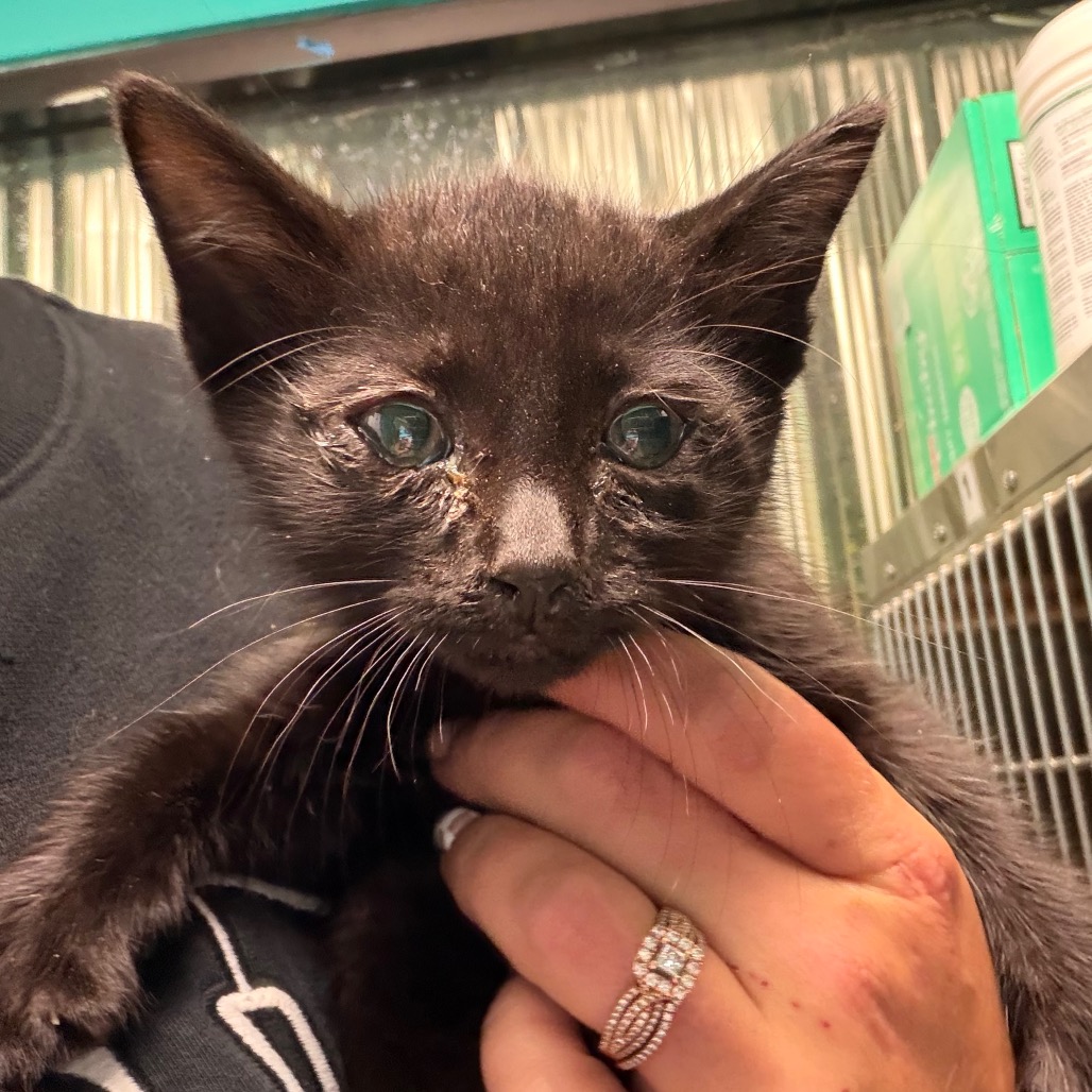 Tommy, an adoptable cat at SPCA-BC