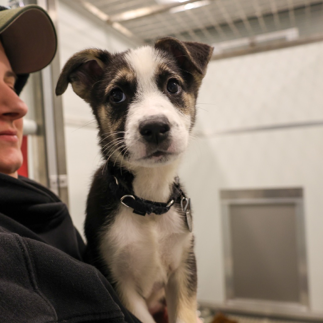 Fairy — thumbnail 3