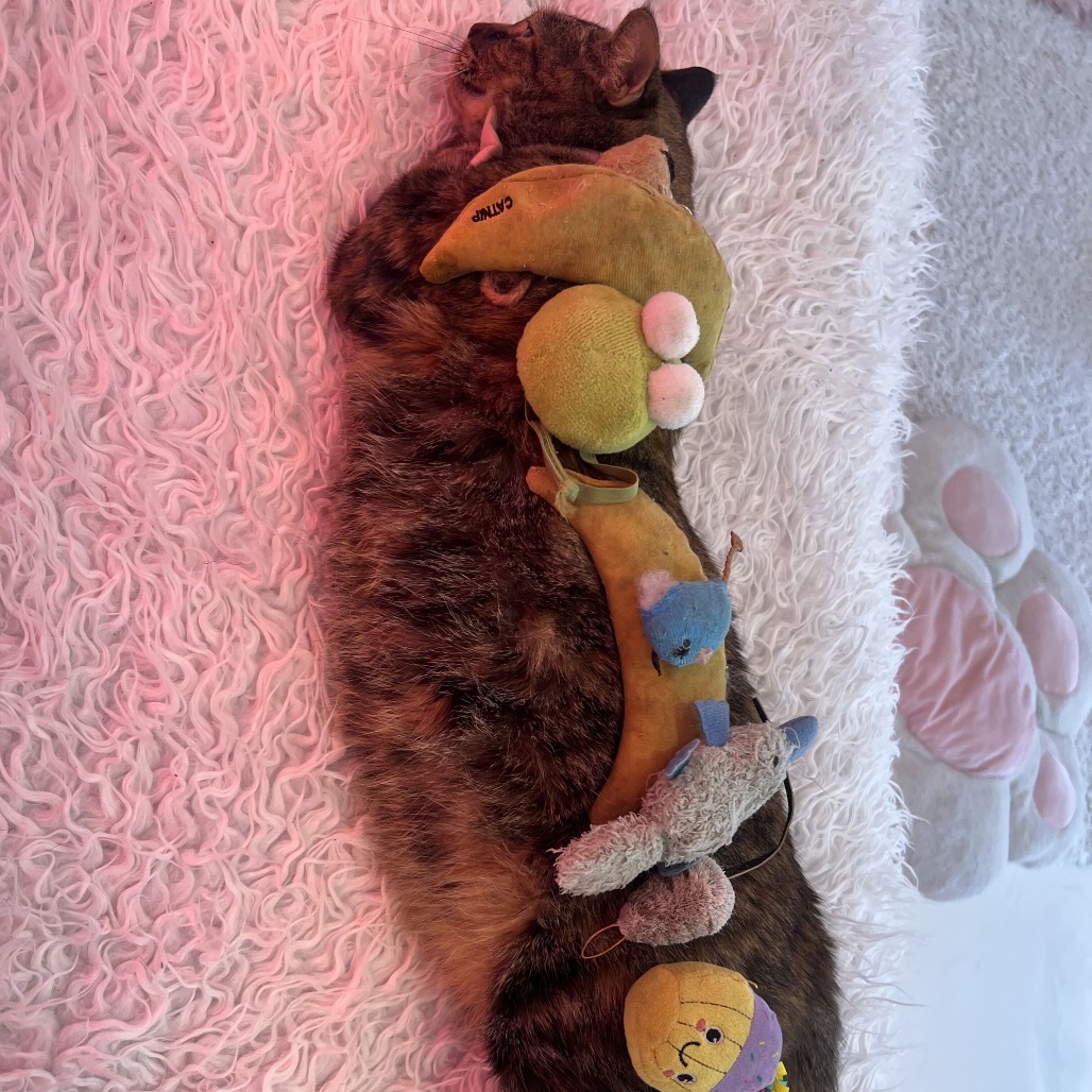 Miss Fuzzy Pants, photo 4