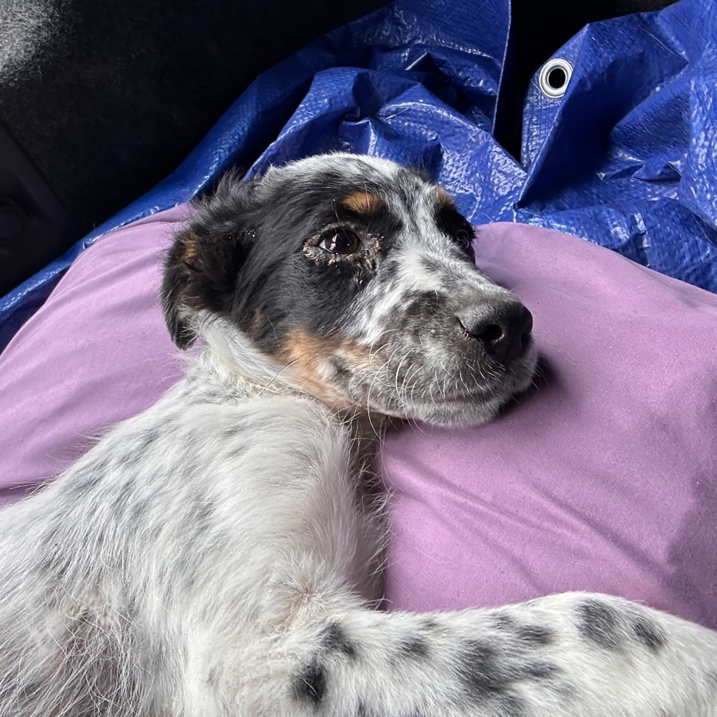 APOLLO - American Blue Heeler available for adoption