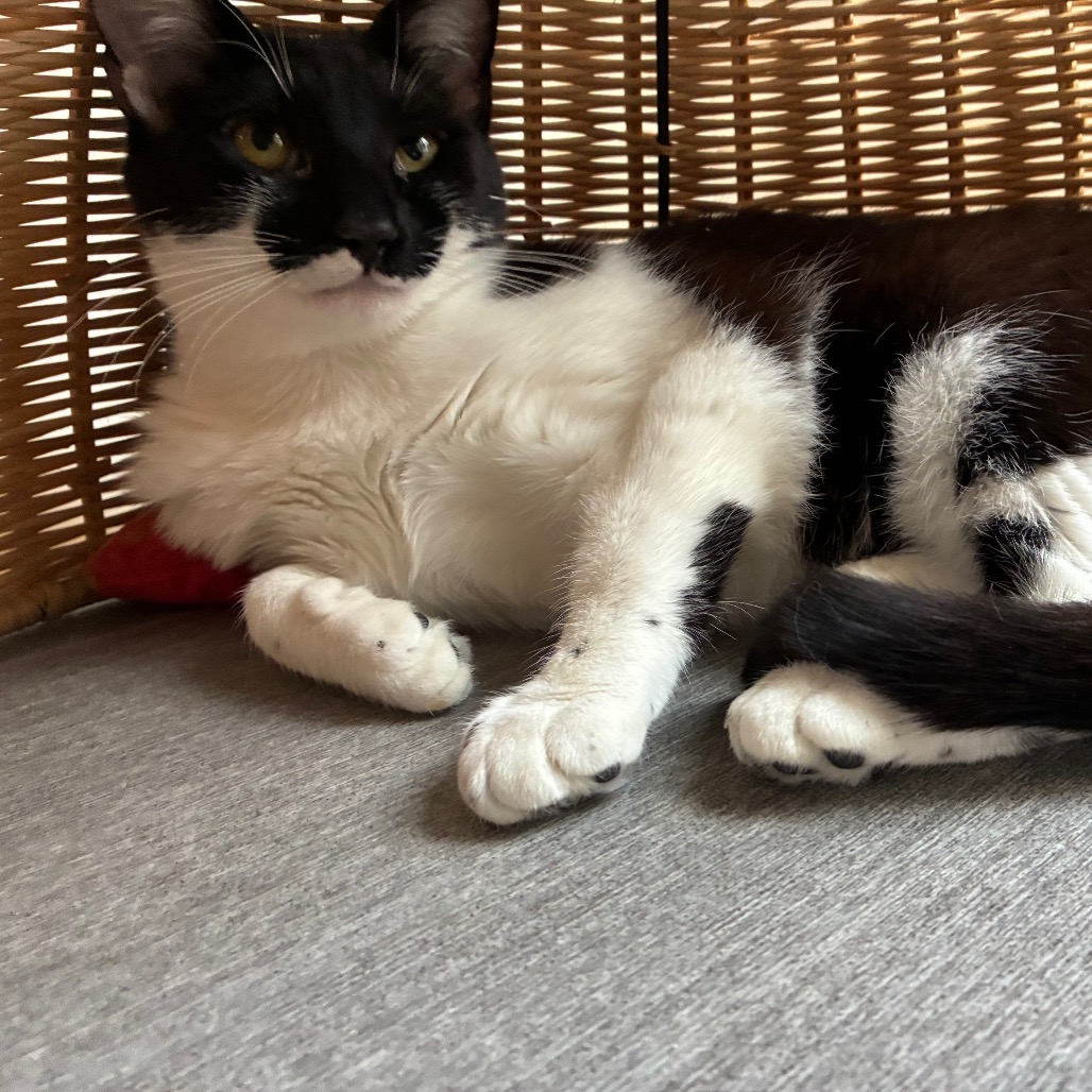 Pippa, photo 11