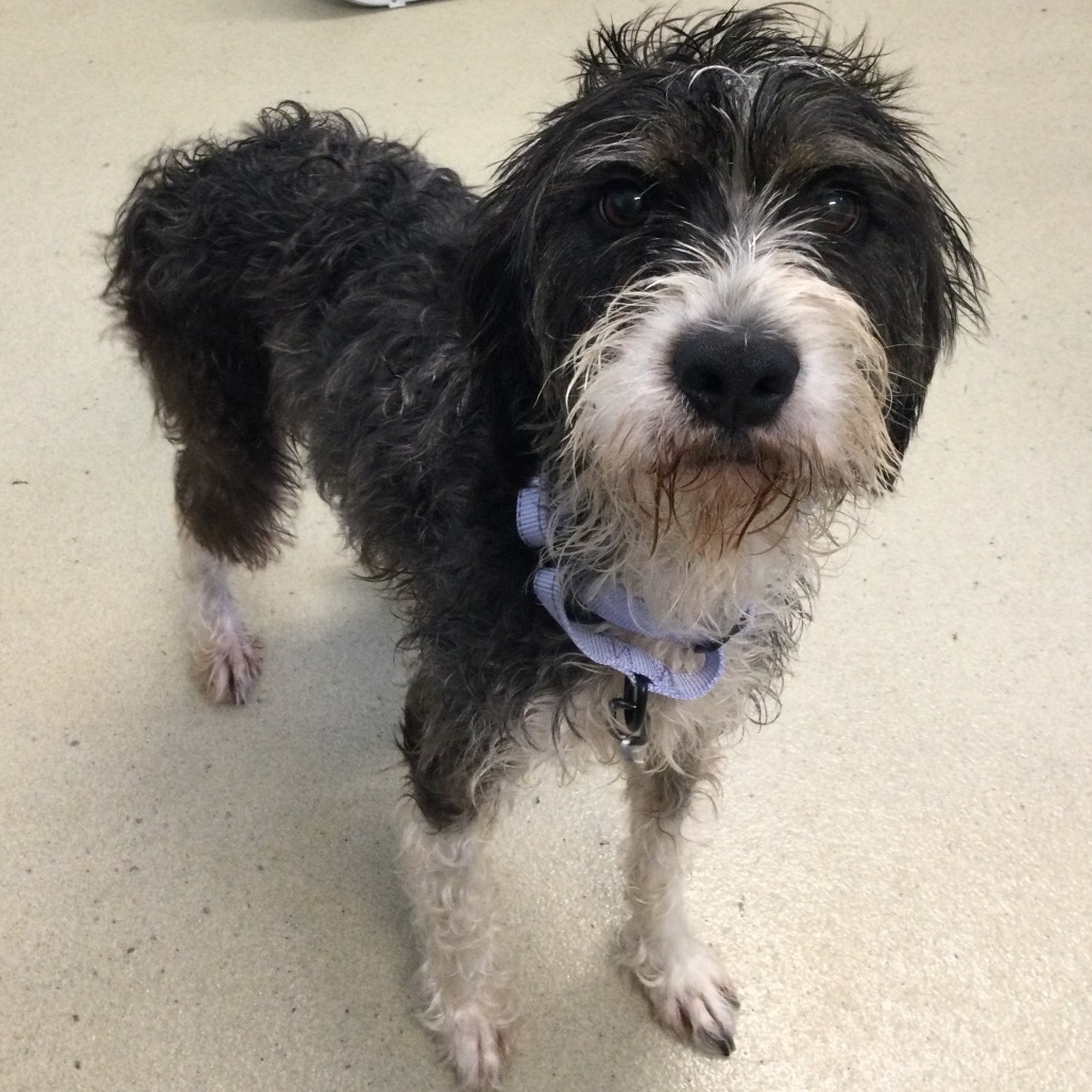DARBY - Poodle / Mixed Breed (Medium) available for adoption