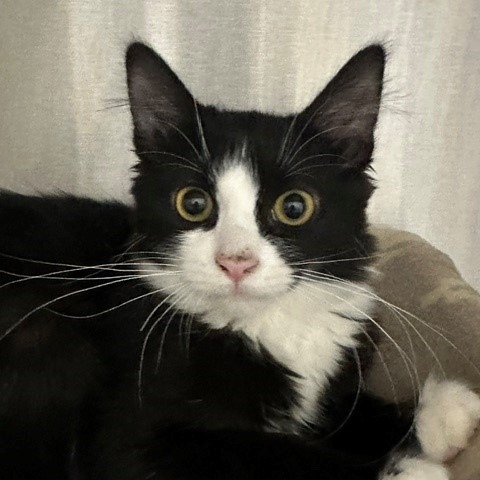 BLAZE - Domestic Longhair available for adoption