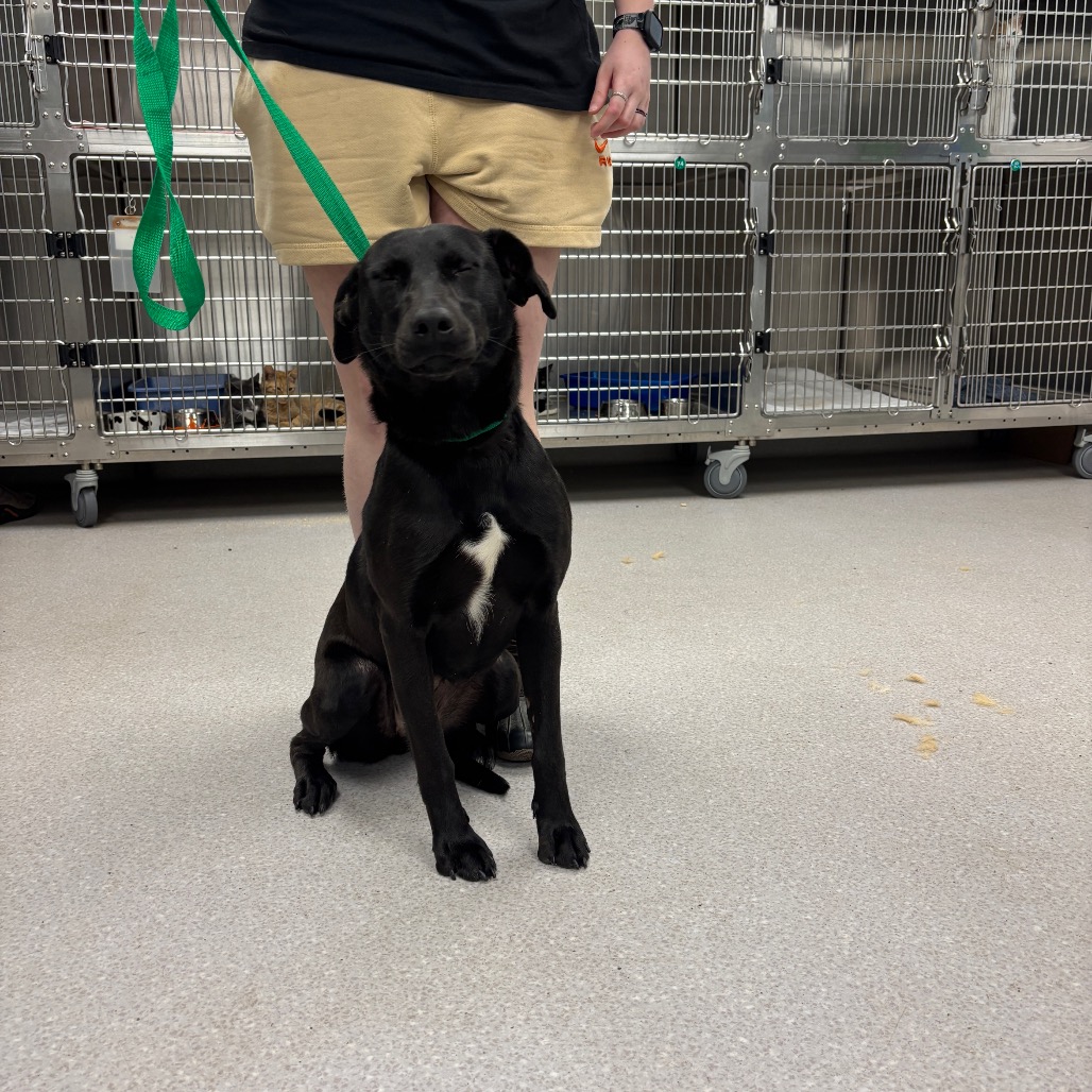PARKER - Retriever, Labrador / Mix available for adoption