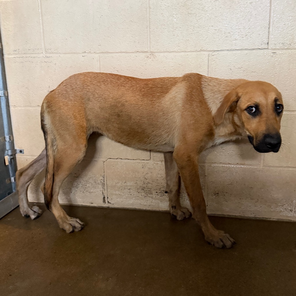 KORRIE - Shepherd available for adoption
