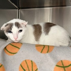 KARMEL - Domestic Shorthair available for adoption