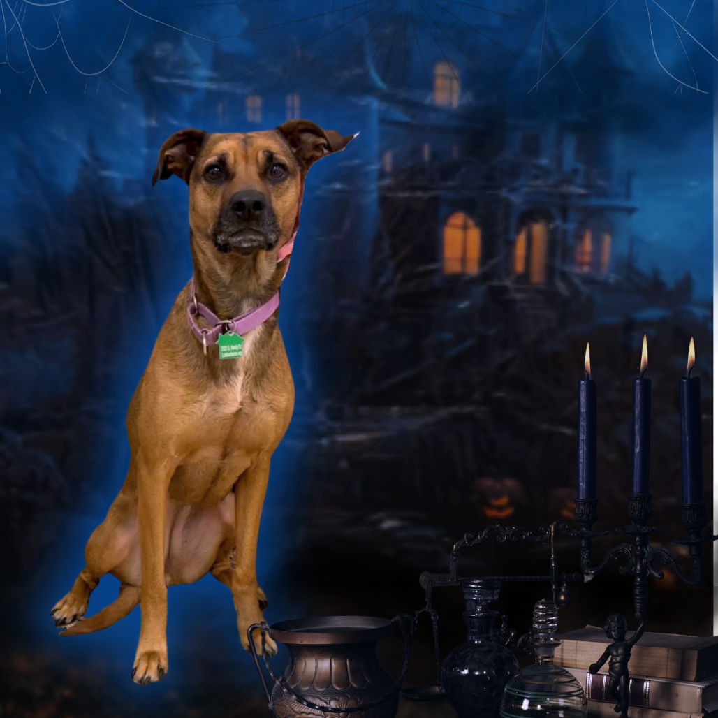 OSTARA - Black Mouth Cur / Mixed Breed (Large) available for adoption